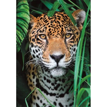 Állatos Jaguar 500 db-os puzzle Compact Clementoni