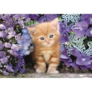 Cat Ginger 500-piece Compact puzzle Clementoni