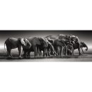 Animals Herd of Giants Elephant 1000 pieces panoramic Compact puzzle Clementoni