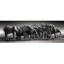Elephant Herd of Giants 1000-piece panorama puzzle Clementoni