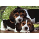 Animals Beagles Close Together Dog 500-piece puzzle Clementoni