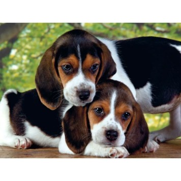 Animals Beagles Together Dog 500 pieces puzzle Clementoni