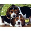 Animals Beagles Together Dog 500 pieces puzzle Clementoni