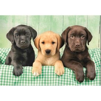 Animals Three Labs Dog 1000-piece puzzle Clementoni