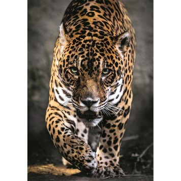 Animals Walk of the Jaguar 1000 piece jigsaw Clementoni