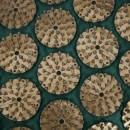 MATA Z PODUSZKĄ DO AKUPRESURY KD11901