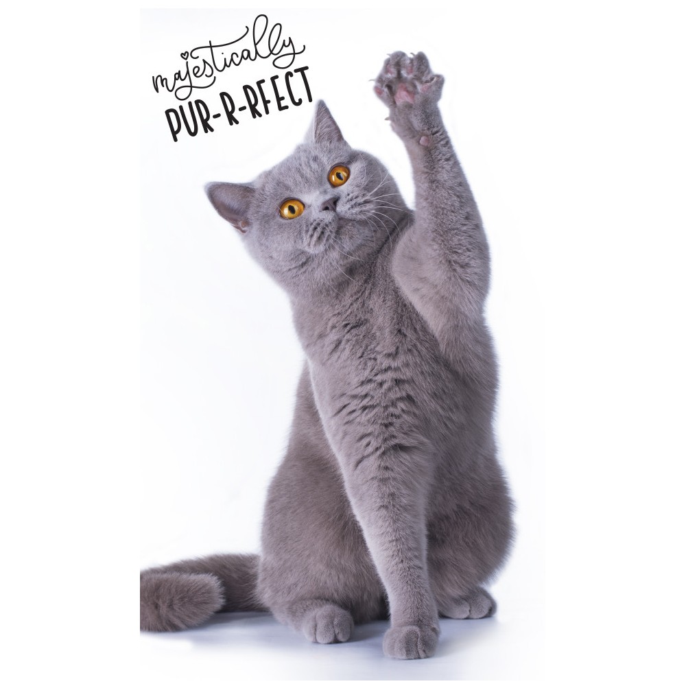 Cat Pur-r-reft hand and face towel, towel 30x50cm