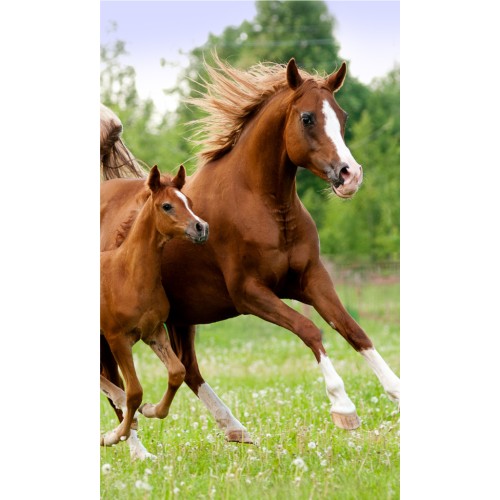 Horses Career hand towel, face towel, towel 30x50cm