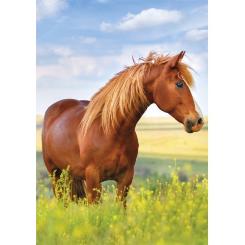 Horses Field A/4 elastic folder