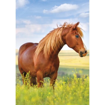 Horses Field A/4 elastic folder