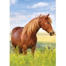 Horses Field A/4 elastic folder
