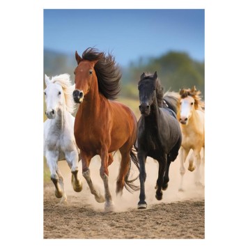 Horses Freedom A/4 elastic folder