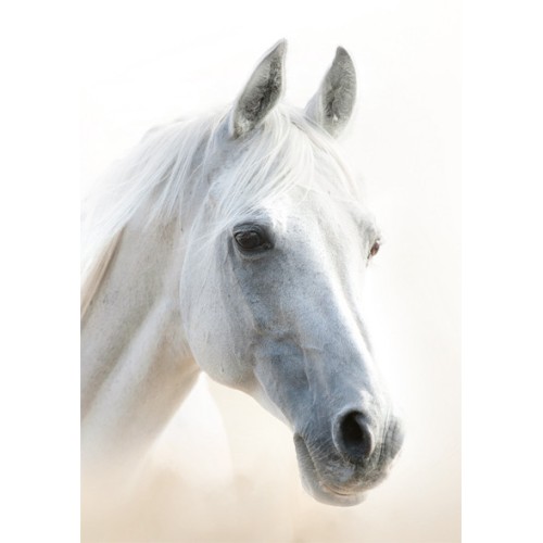 Horses Mystic A/4 elastic folder