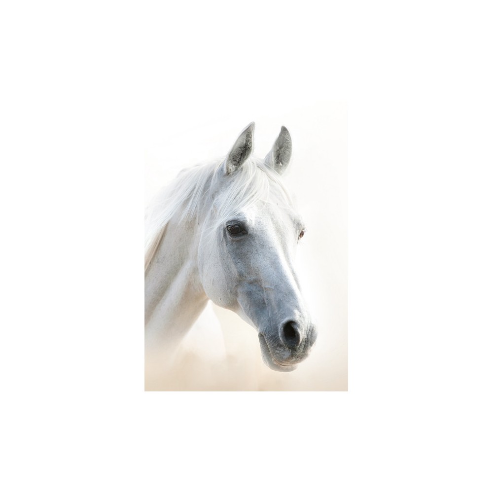 Horses Mystic A/4 elastic folder