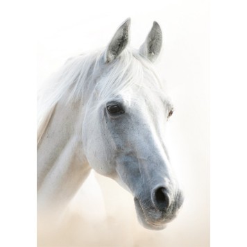 Horses Mystic A/4 elastic folder