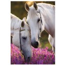 Horses Whispers A/4 elastic folder