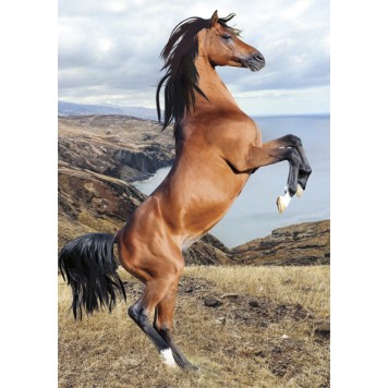 Horses Wild Spirit A/4 elastic folder