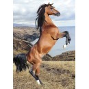 Horses Wild Spirit A/4 elastic folder