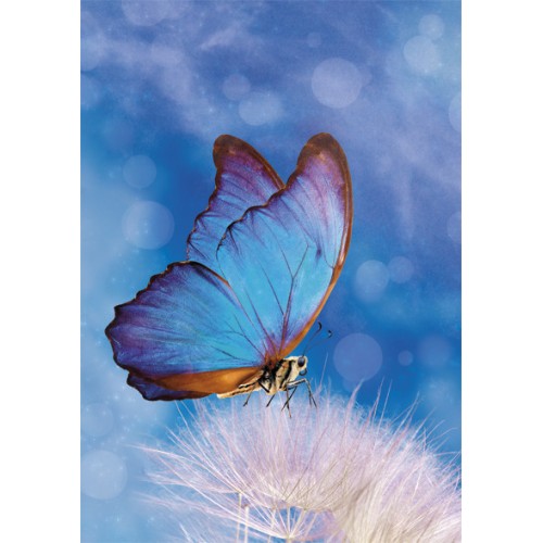 Butterfly Butterfly Nature A/4 elastic folder