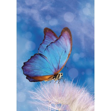 Butterfly Butterfly Nature A/4 elastic folder
