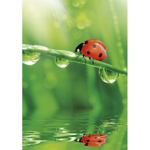 Colour Ladybug Nature A/4 elastic folder