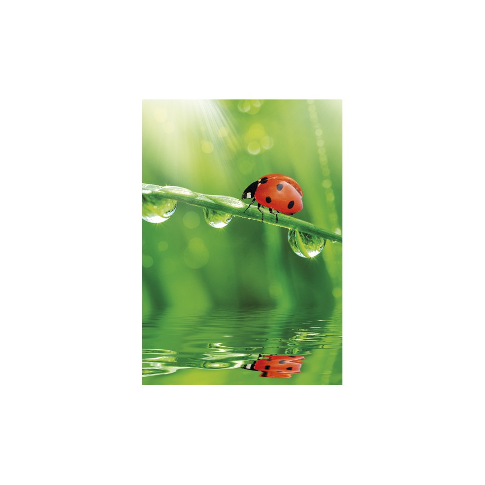 Colour Ladybug Nature A/4 elastic folder