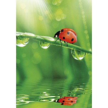 Colour Ladybug Nature A/4 elastic folder