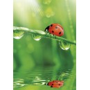 Colour Ladybug Nature A/4 elastic folder