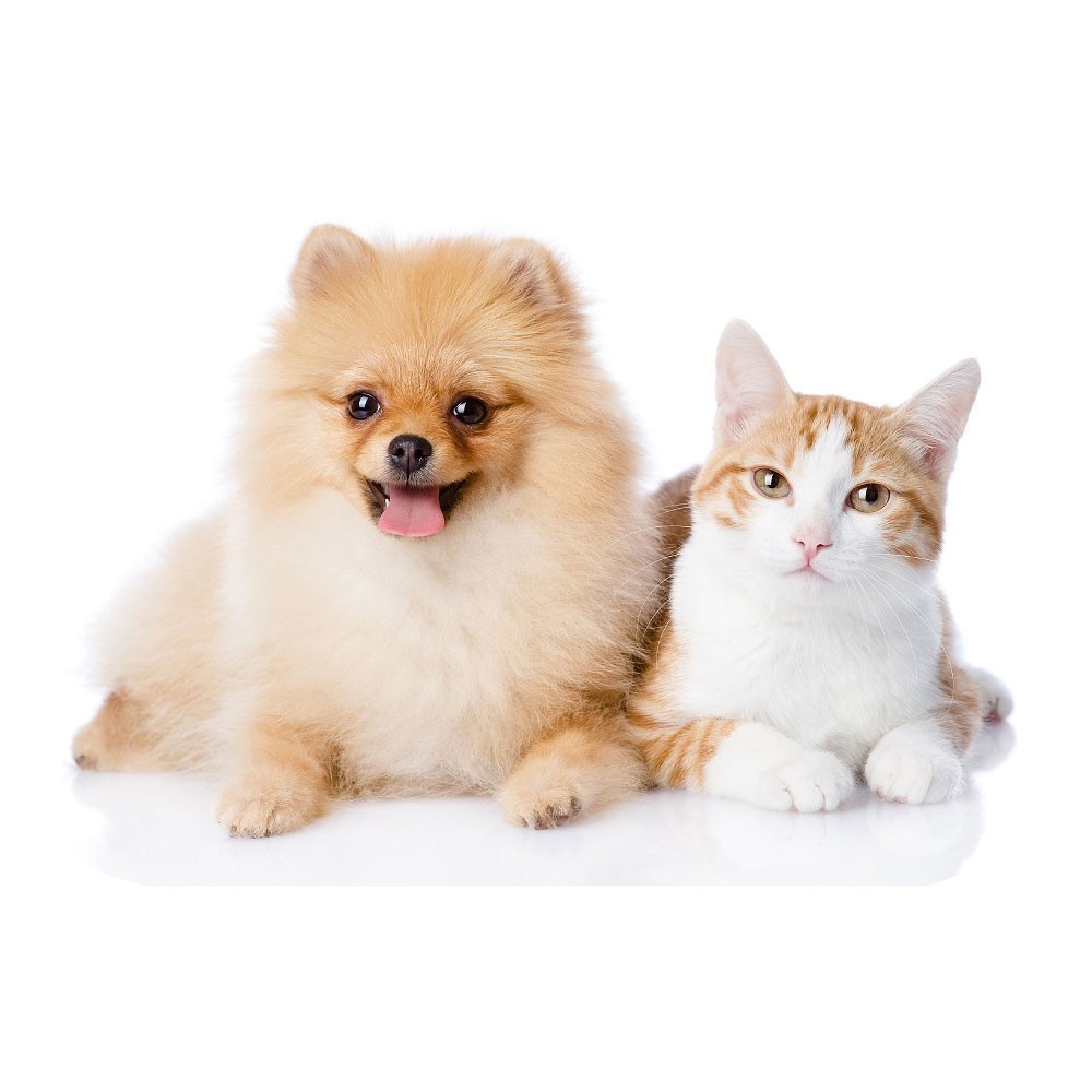 Dog Friends  Cat-shaped decorative cushion 29x19 cm