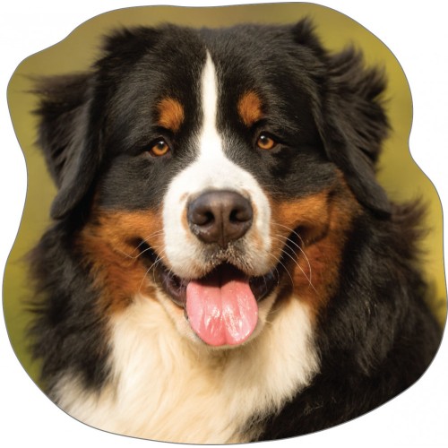 Dog Bernese memory foam cushion, decorative pillow 36x36 cm