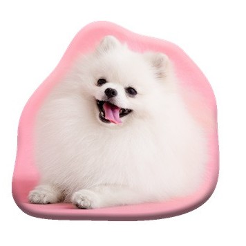 Dog Pomeranian decorative pillow 39x37 cm Velour