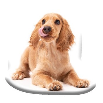 Dog Spaniel decorative pillow 40x40 cm Velour