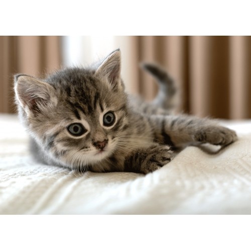 Cat polar blanket 100x140cm