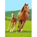 Horses fleece blanket 100x140cm