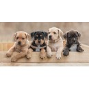 Dog Team Bath Towel, Beach Towel 70*140cm