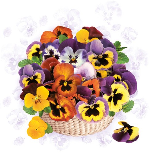Flower Colourful Pansy Napkin 20 pcs 33x33 cm