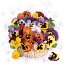 Flower Colourful Pansy Napkin 20 pcs 33x33 cm
