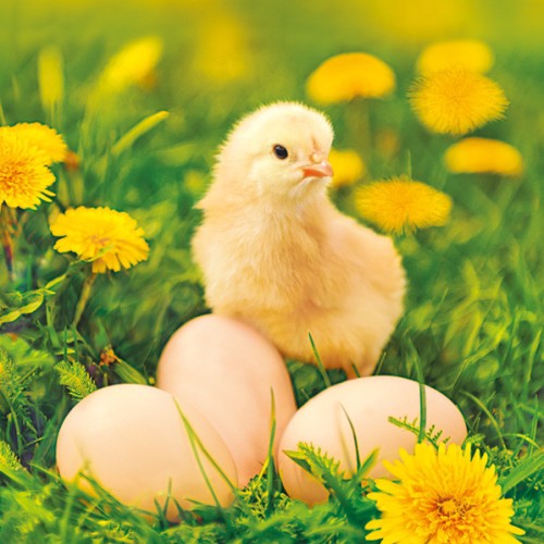 Easter Chicken with Eggs napkin 20 pcs 33x33 cm