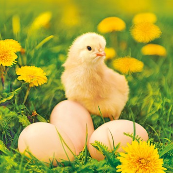 Easter Chicken with Eggs napkin 20 pcs 33x33 cm