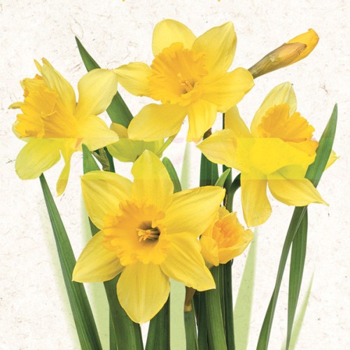 Flower Bunch Daffodil Napkins 20 pcs 33x33 cm